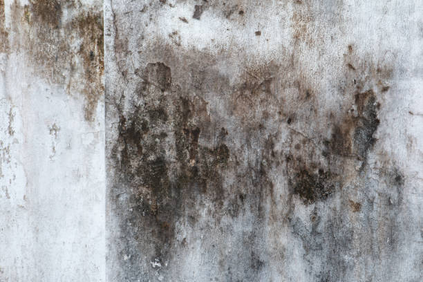 Best Biohazard Mold Removal  in Dunean, SC