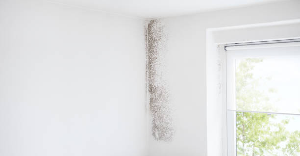 Best Mold Remediation for Healthcare Facilities  in Dunean, SC