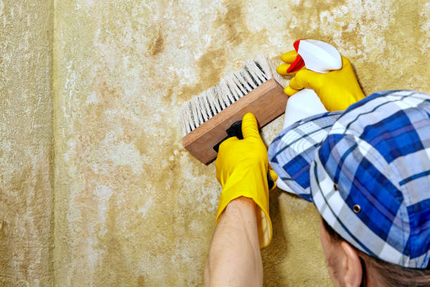 Best Comprehensive Air Testing for Mold Contaminants  in Dunean, SC