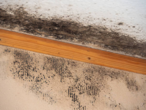 Best Industrial Mold Remediation  in Dunean, SC