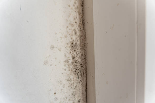 Best Commercial Mold Inspection  in Dunean, SC