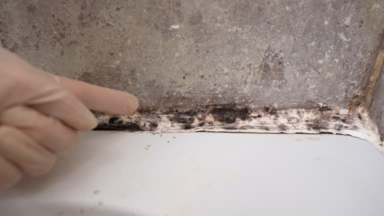Best Real Estate Mold Inspection  in Dunean, SC