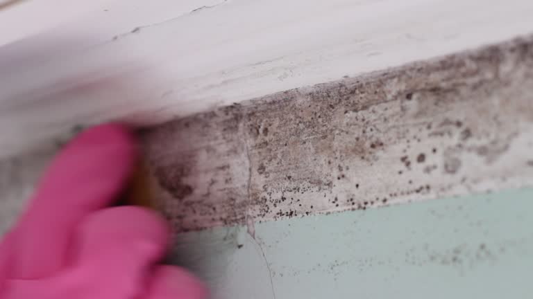 Professional Mold Removal in Dunean, SC